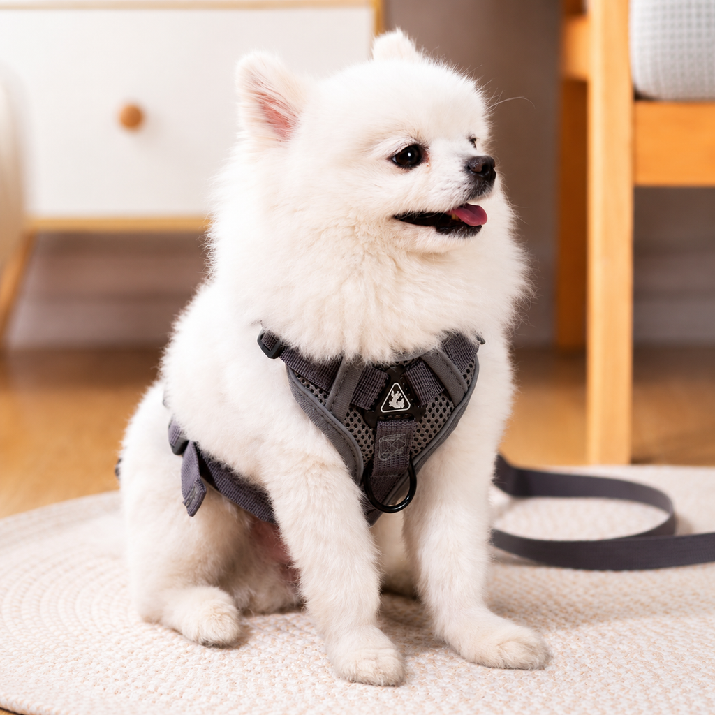 Black Adjustable Harness Set for Cats and Small Dogs