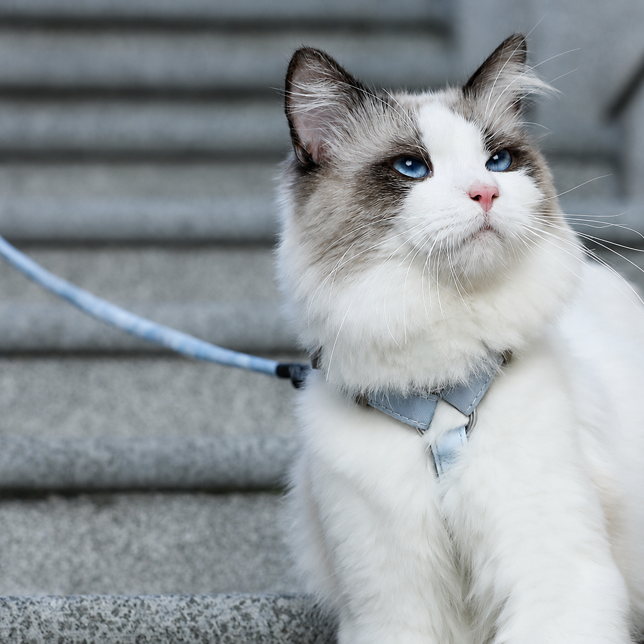 Adjustable Small Cat Harness Set in Haze Blue