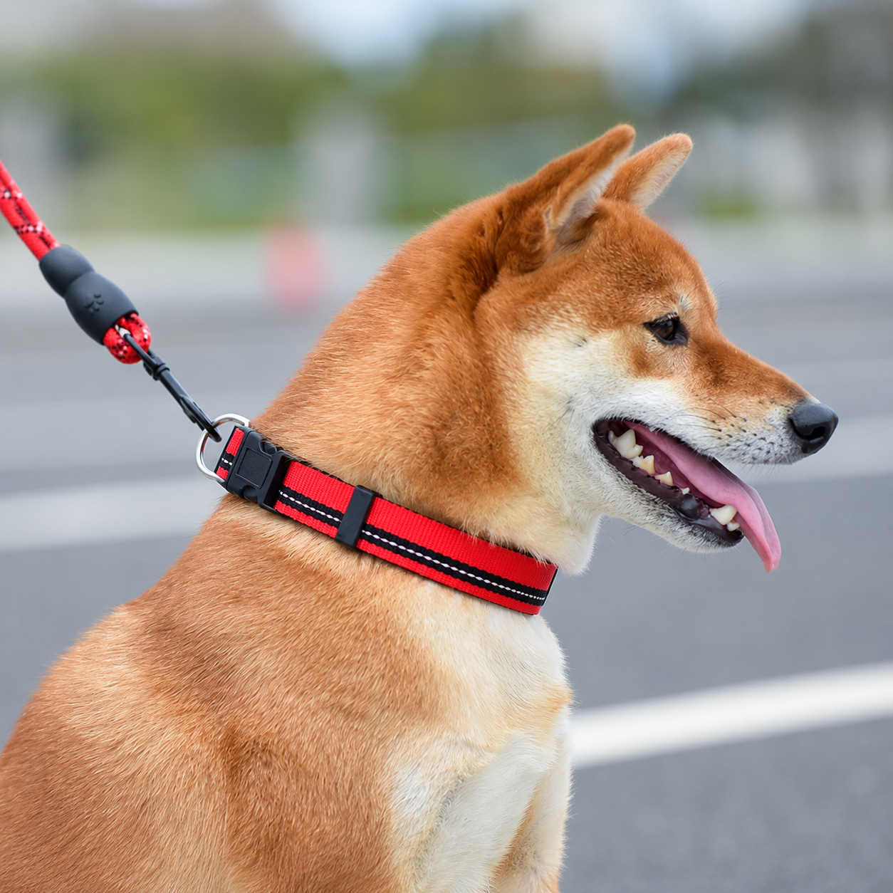 Adjustable Red Dog Walking Set for Small Dogs
